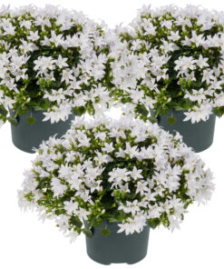 3x Campanula Ambella White P10,5 H15
