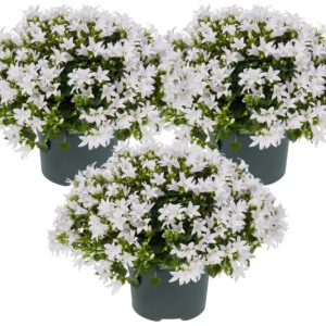 3x Campanula Ambella White P10,5 H15