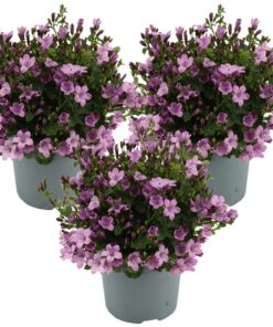 3x Campanula Ambella Pink P10,5 H15