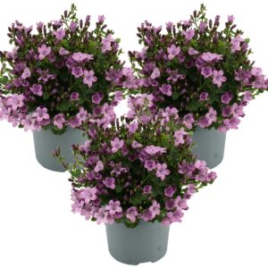 3x Campanula Ambella Pink P10,5 H15