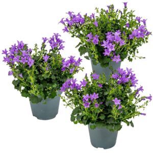 3x Campanula Ambella Intense Purple P10,5 H15