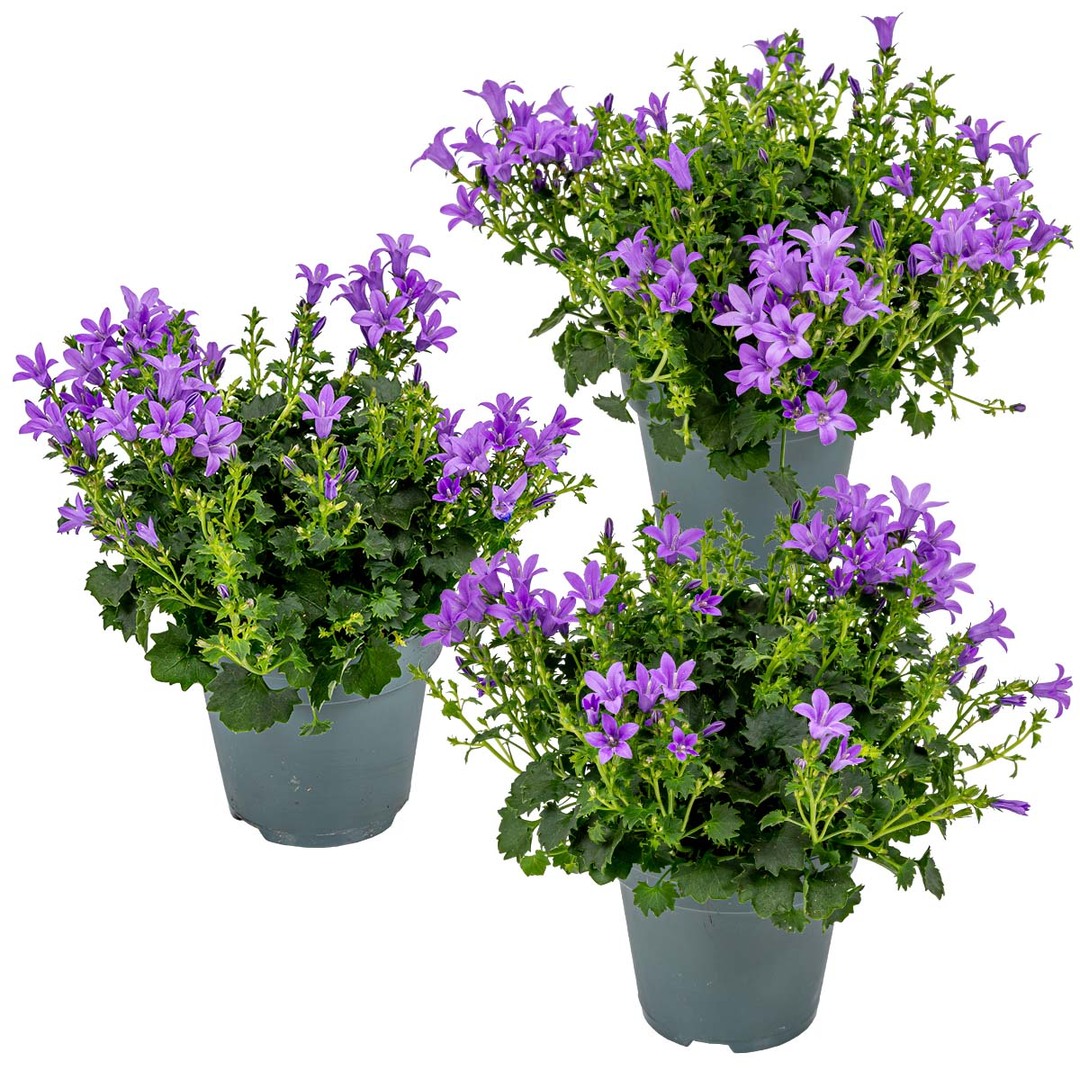 3x Campanula Ambella Intense Purple P10,5 H15