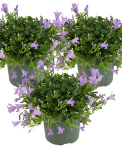 3x Campanula Ambella Lavender P10,5 H15