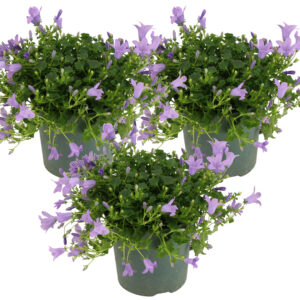 3x Campanula Ambella Lavender P10,5 H15