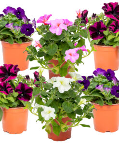 6x Petunia MIX P10.5H15