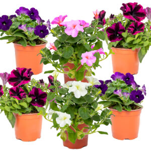 Petunia mix – kleurrijke zomerbloemer – 6 stuks, pot ±10,5 cm, ±15 cm hoog