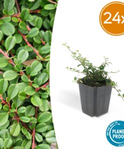 24X Cotoneaster Pr. 'Streib's Findling' - ↕10-25Cm - Ø9Cm