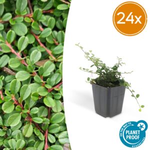 Cotoneaster 'Streib's Findling' – snelgroeiende bodembedekker – 10-25 cm