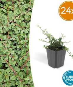 24X Cotoneaster Pr. 'Queen Of Carpets' - ↕10-25Cm - Ø9Cm