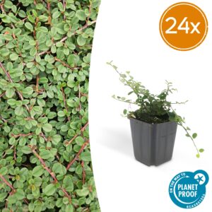 Cotoneaster bodembedekker 'Queen of Carpets' – dichte met bessen – 10-25 cm