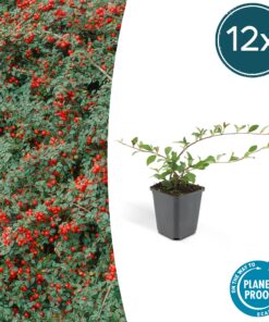12X Cotoneaster Dam. 'Major' - ↕25Cm - Ø9Cm
