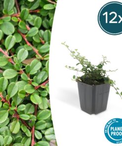 12X Cotoneaster Pr. 'Streib's Findling' - ↕10-25Cm - Ø9Cm