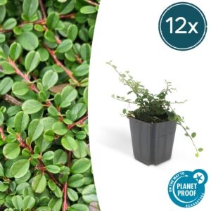 Cotoneaster 'Streib's Findling' – snelgroeiende bodembedekker – 10-25 cm