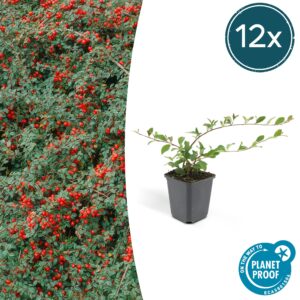 Cotoneaster bodembedekker – snelle met rode najaarsbessen – ±25 cm