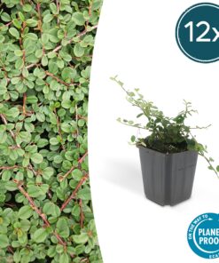 12X Cotoneaster Pr. 'Queen Of Carpets' - ↕10-25Cm - Ø9Cm