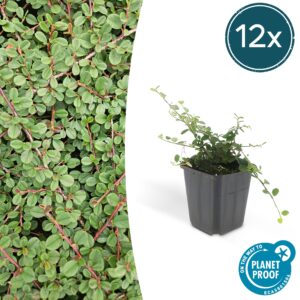 Cotoneaster bodembedekker 'Queen of Carpets' – dichte, vlakke – 10-25 cm