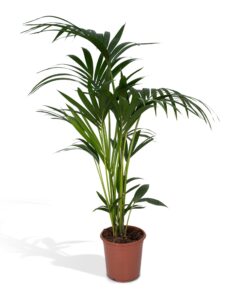 Howea Forsteriana - Ø21Cm - ↕120Cm - Afbeelding 6