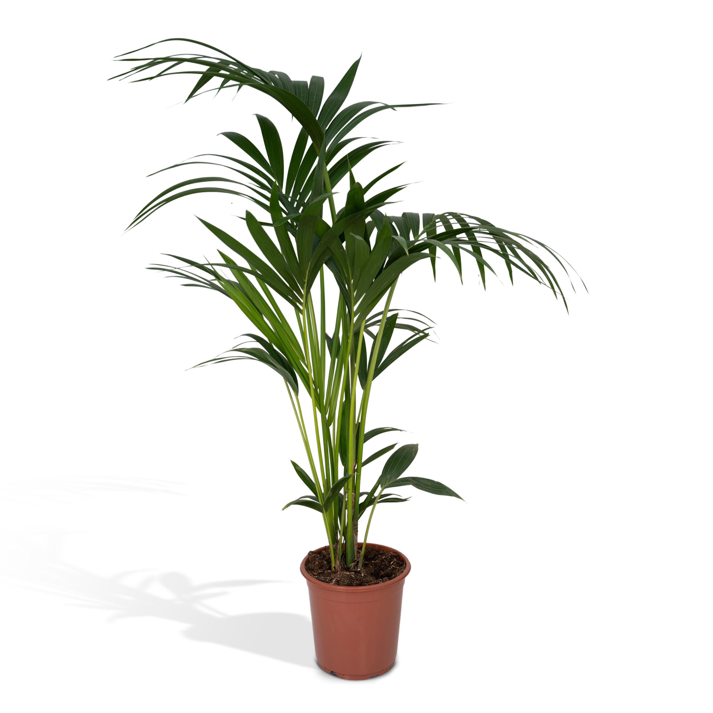 Howea Forsteriana - Ø21Cm - ↕120Cm - Afbeelding 6