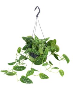 Scindapsus Pictus Argyraeus - Ø15Cm - ↕25Cm - Afbeelding 5
