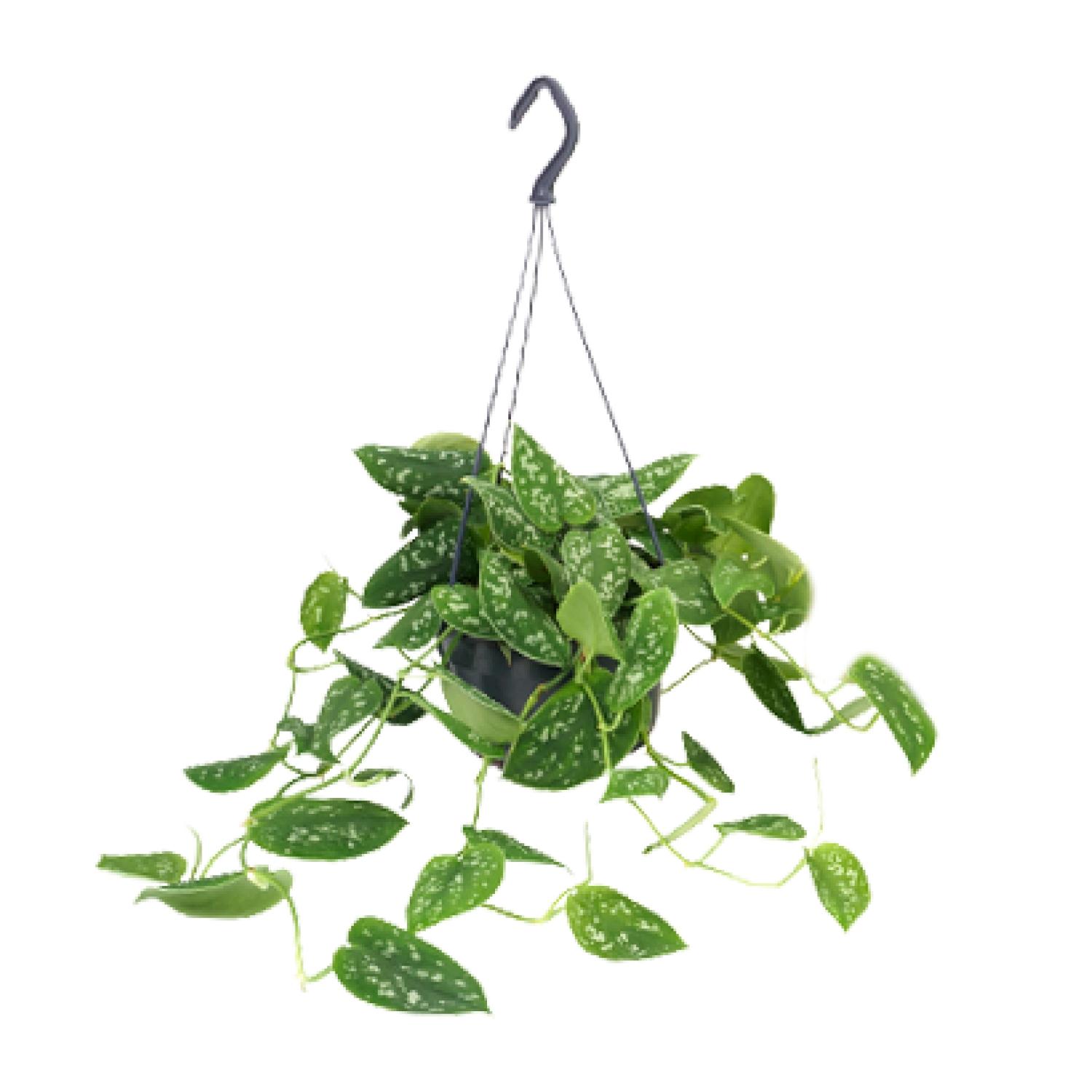 Scindapsus Pictus Argyraeus - Ø15Cm - ↕25Cm - Afbeelding 5