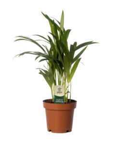 Dypsis Lutescens - Areca - Afbeelding 2