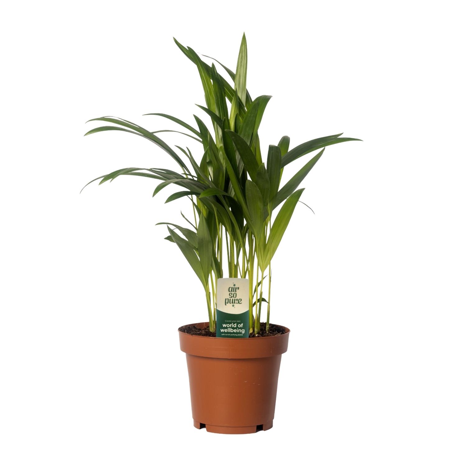 Dypsis Lutescens - Areca - Afbeelding 2