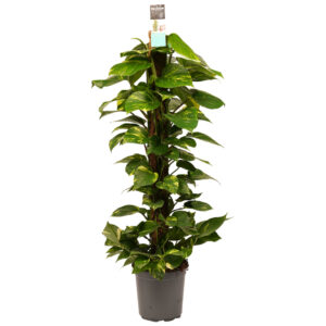 Scindapsus Aureum (incl mosstok) - P24 H120