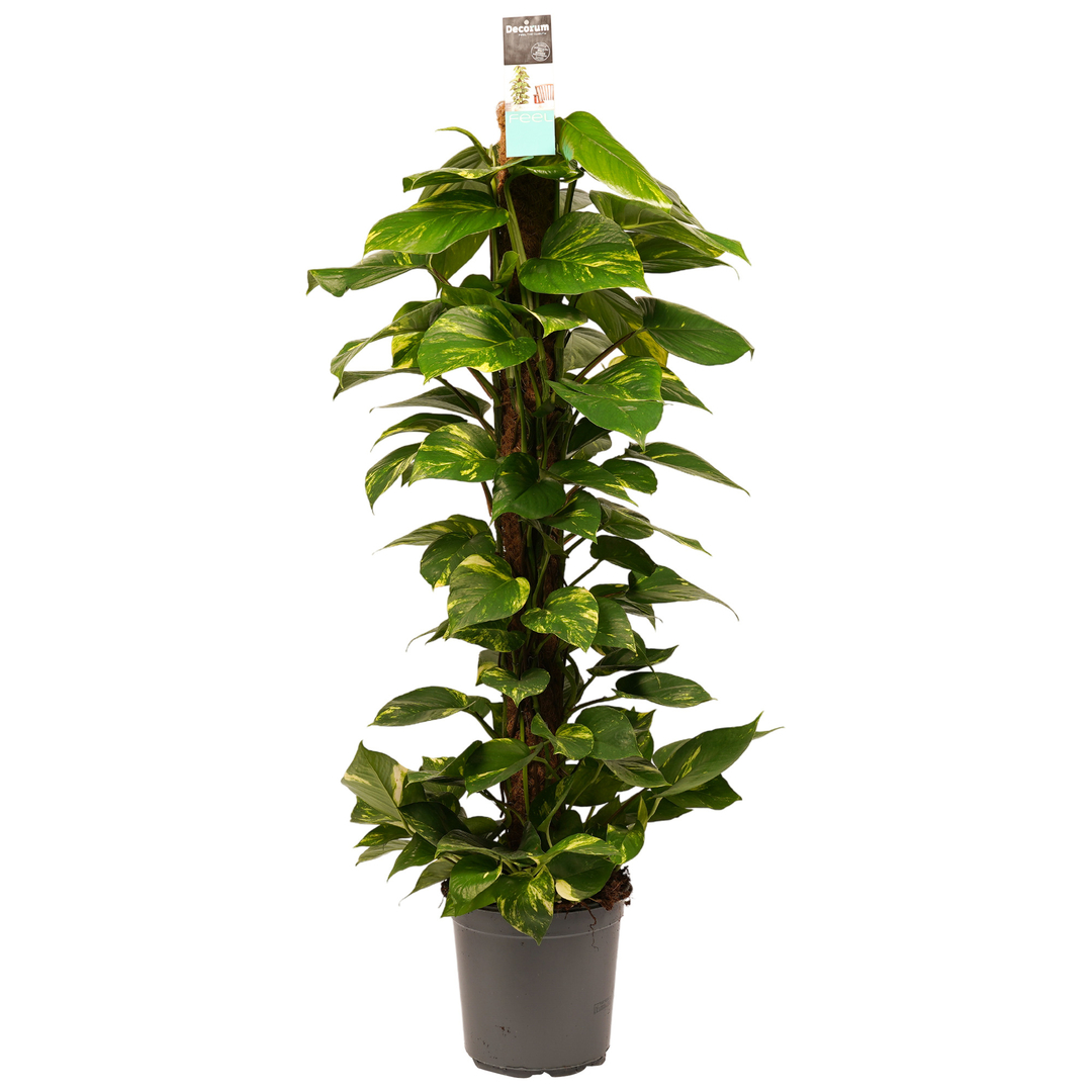 Scindapsus Aureum (incl mosstok) - P24 H120