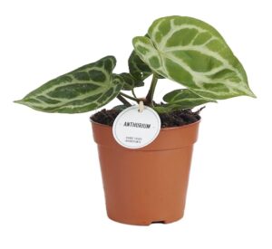 Anthurium Silver Blush – zilvergetekend blad – gekweekte kamerplant