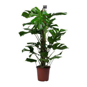 Monstera Deliciosa (with mosstok) -  P24 H110