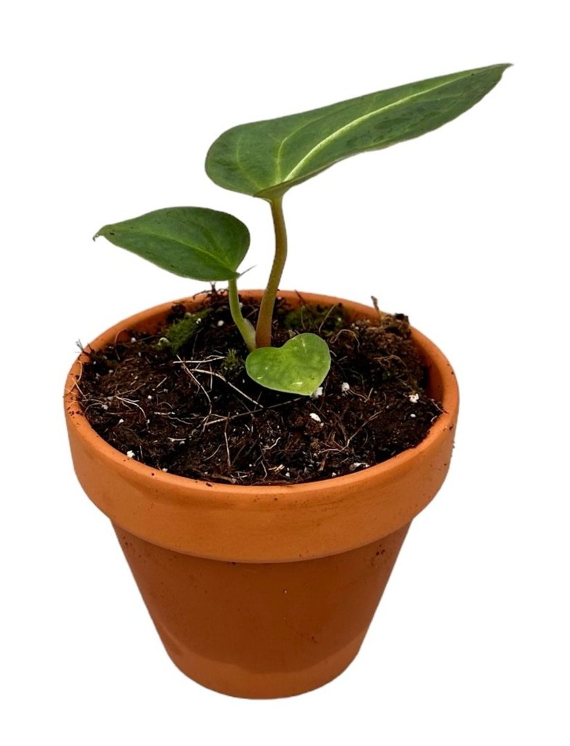 Anthurium Regale P6 H10