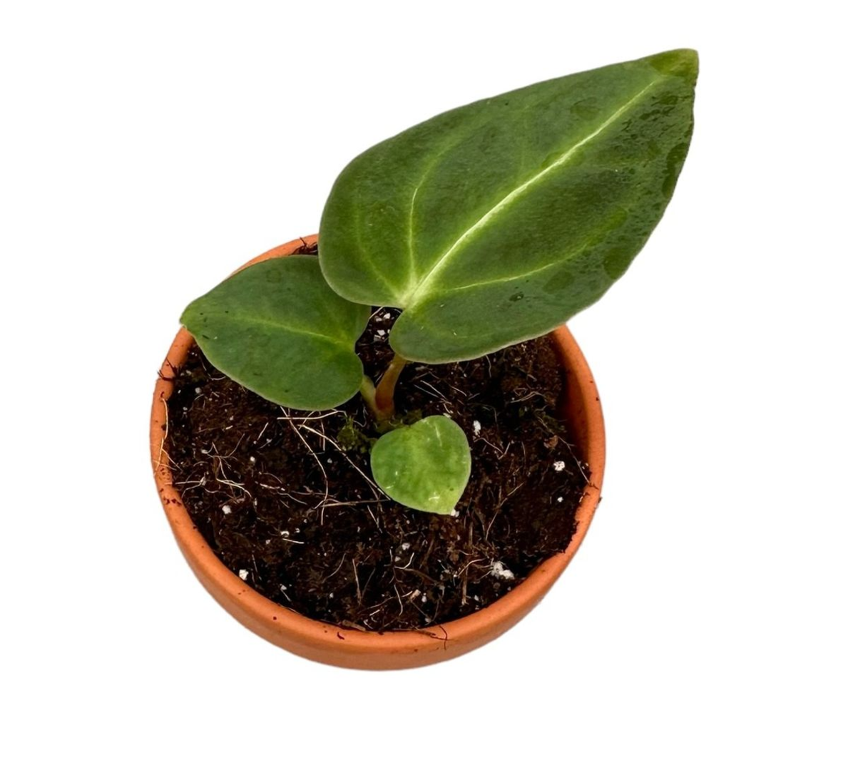 Anthurium Regale P6 H10 - Afbeelding 3