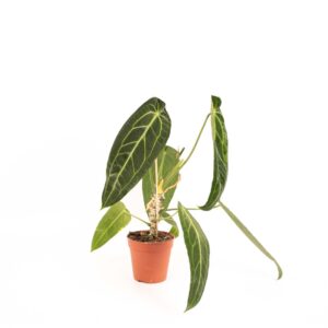 Anthurium Warocqueanum – koningin van de fluwelen bladeren – kamerplant in pot