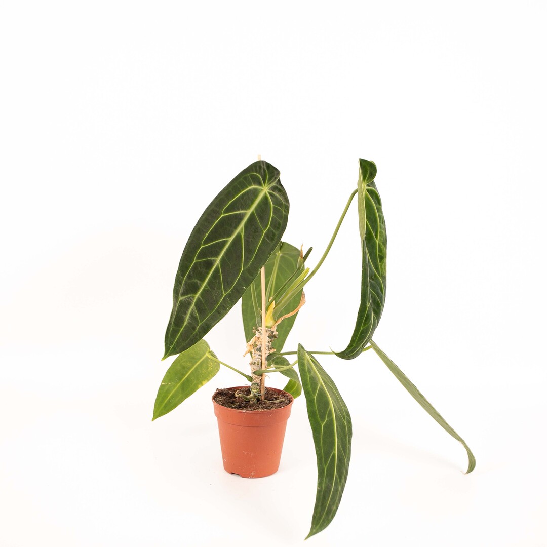 Anthurium Warocqueanum - Afbeelding 3