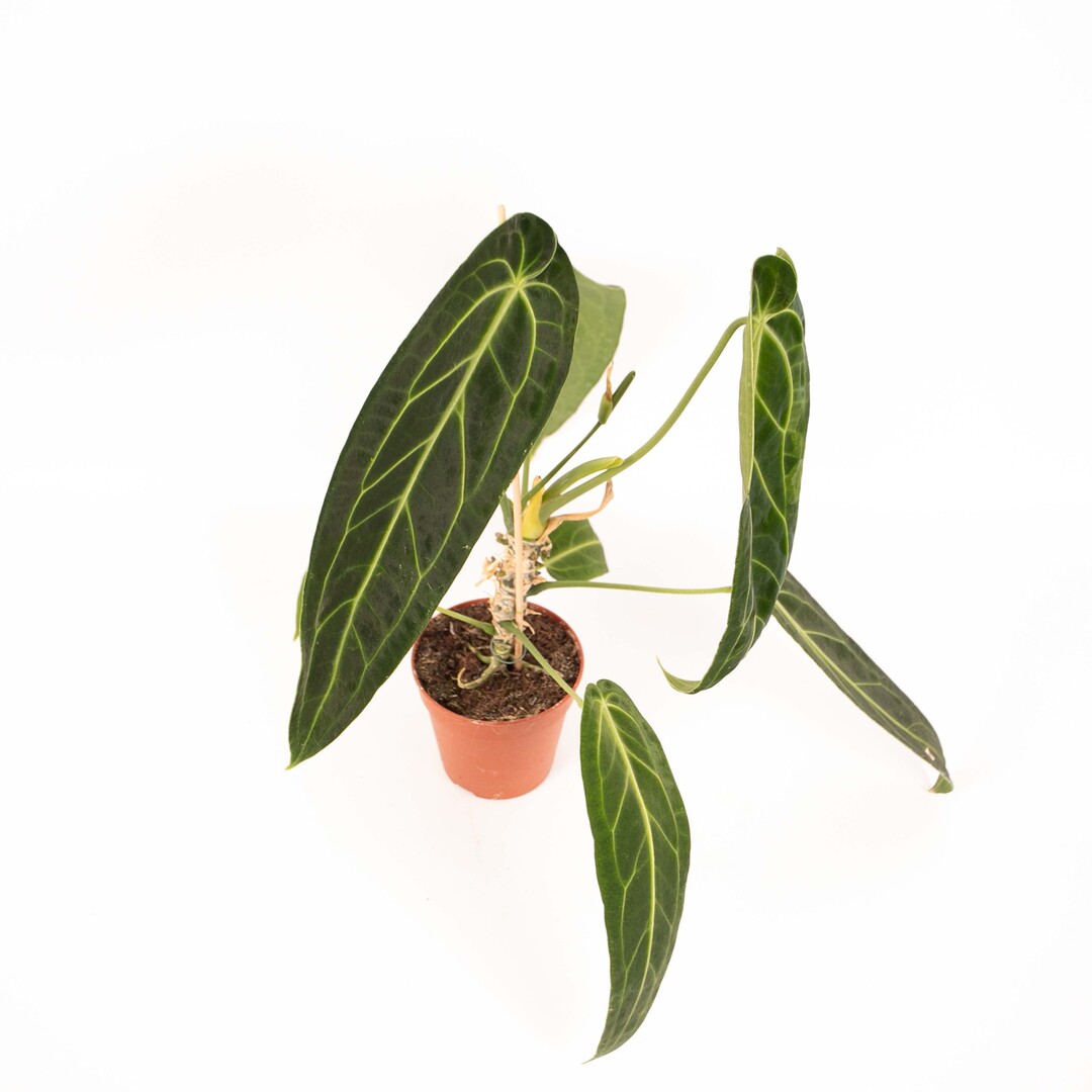 Anthurium Warocqueanum - Afbeelding 4