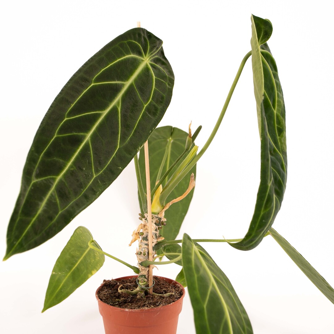 Anthurium Warocqueanum - Afbeelding 5
