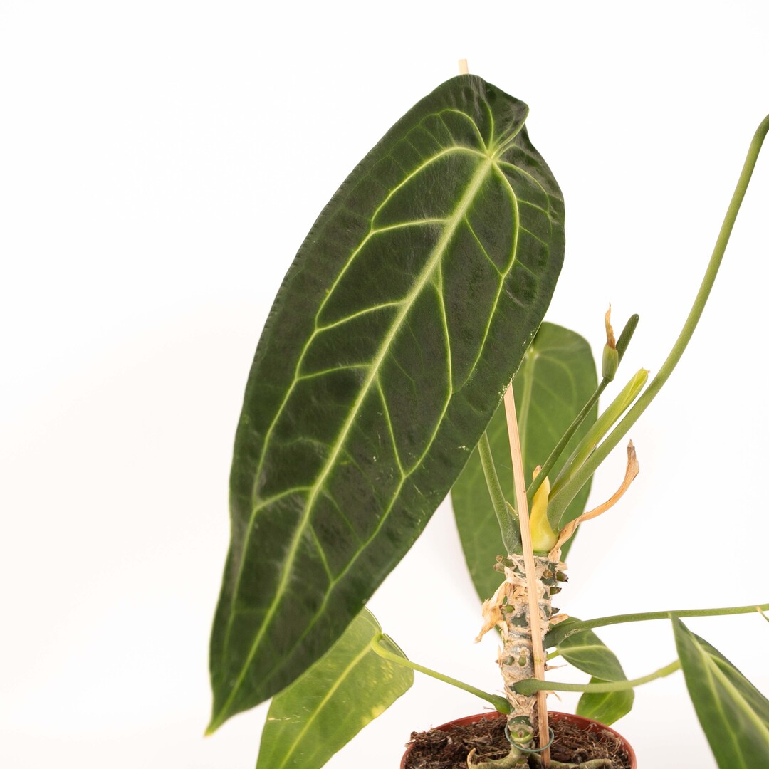 Anthurium Warocqueanum - Afbeelding 6