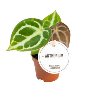 Anthurium Crystallinum – kamerplant met sierlijk zilvergeaderd blad – ±1 plant