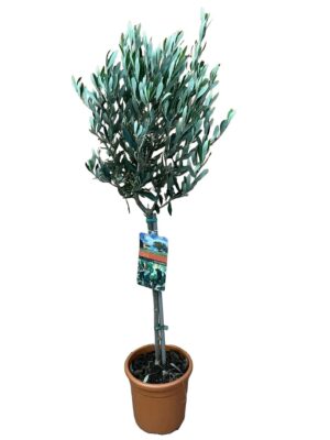 Olea europaea P19 H100