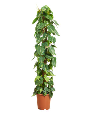 Philodendron Scandens Brasil P27 H150