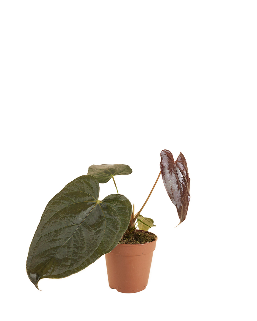 Anthurium Queen of hearts P12 H35