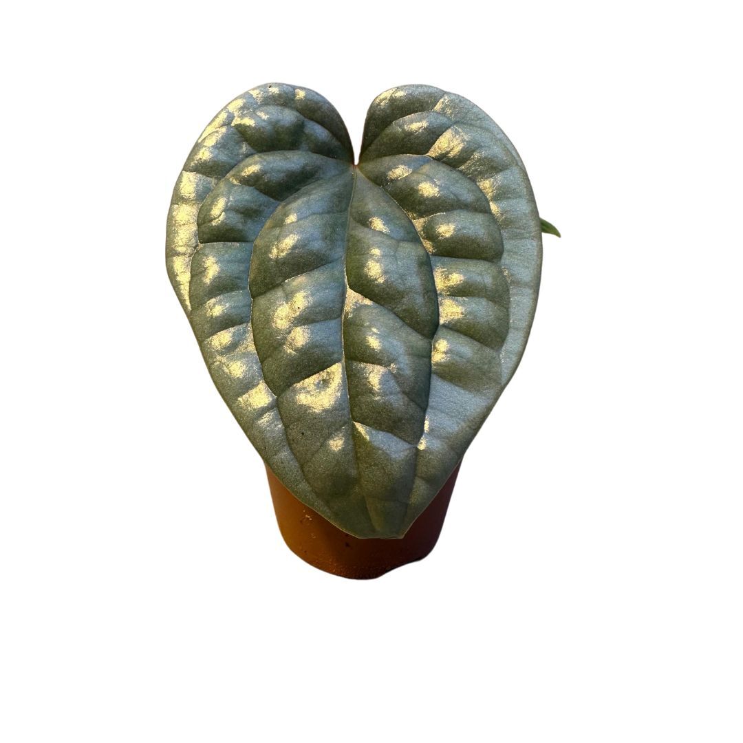 Anthurium Luxurians P6 H20