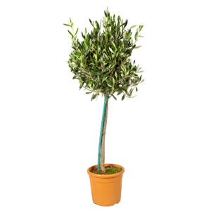 Olea Europaea (on stem) P19 H90