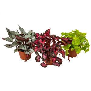3x MIX Begonia Beleaf P12 H25