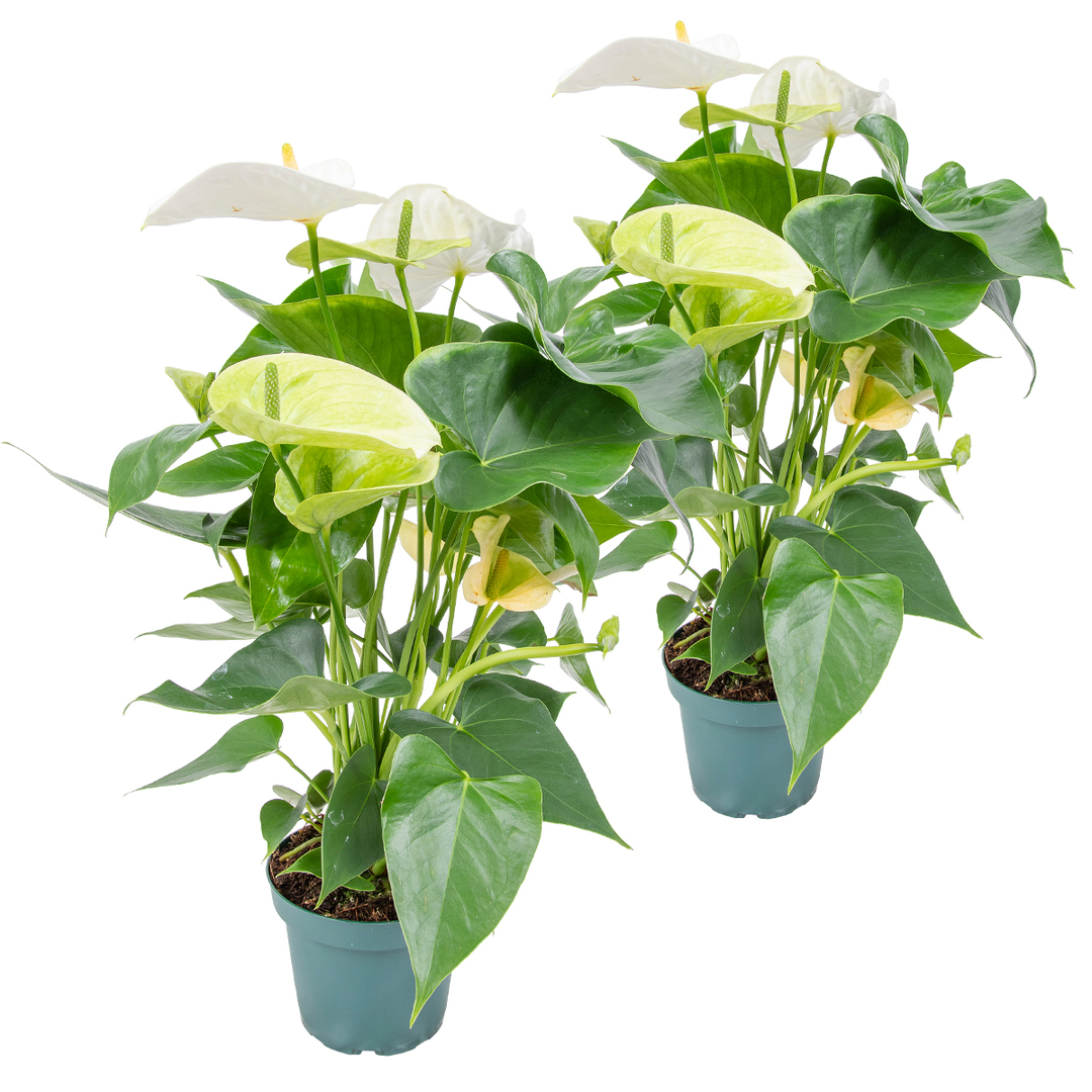 2x Anthurium White P12 H40