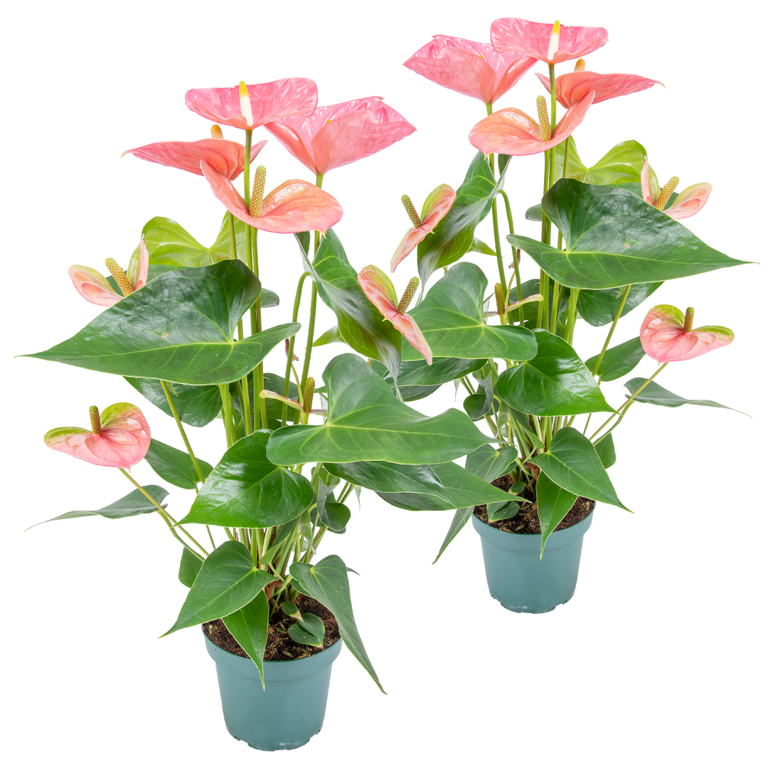 2x Anthurium Pink P12 H40