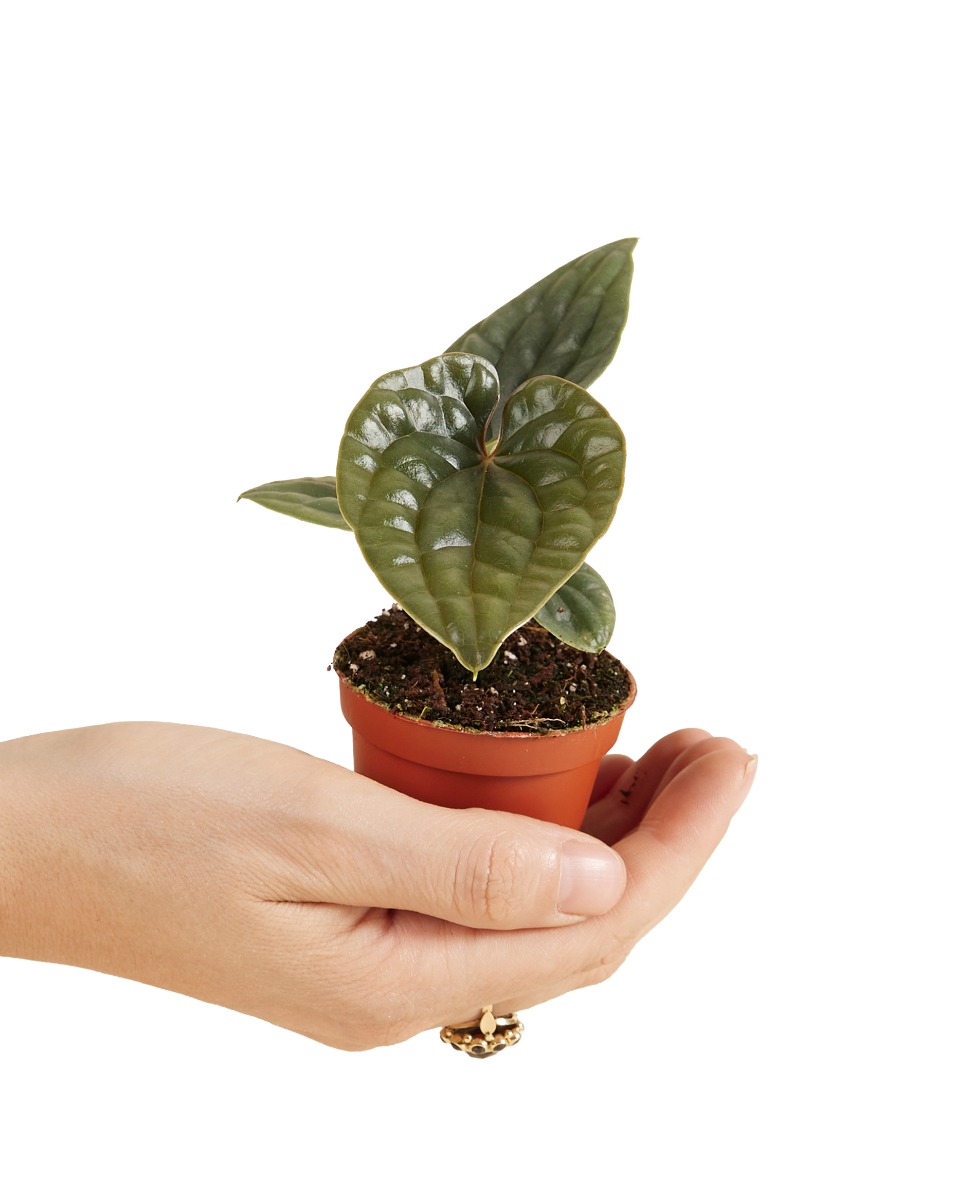 Anthurium Luxurians x Radicans P6 H20