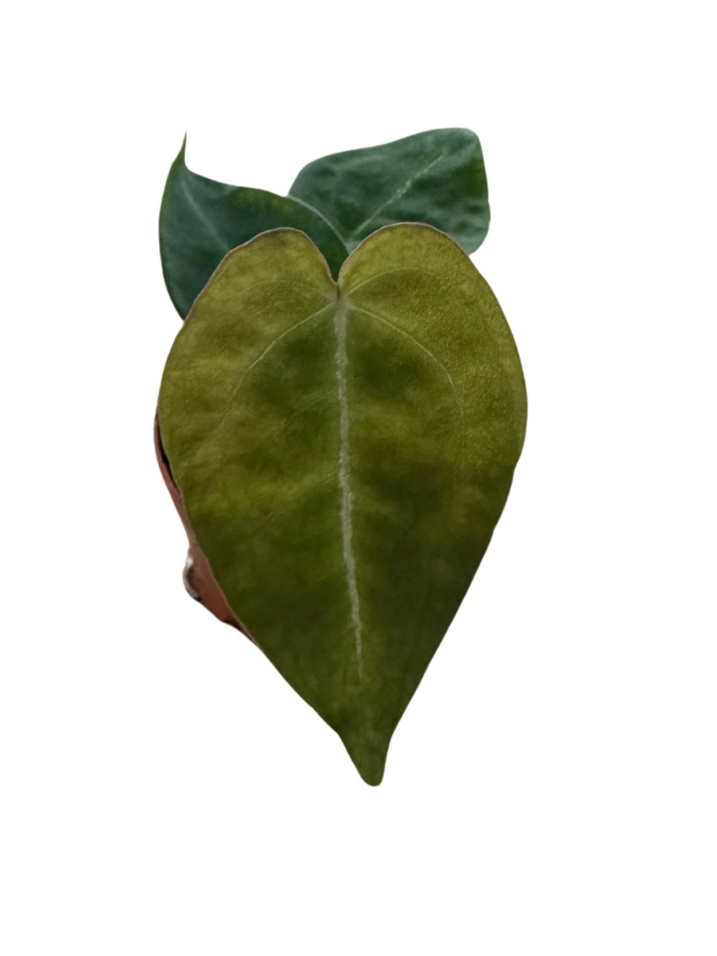 Anthurium Forgetti P6 H15