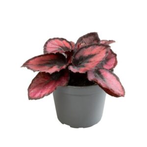 Begonia Rex Red Kiss P6 H15
