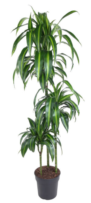 Dracaena Hawaiian Sunshine P24 H150